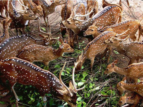 Axis dear at dehiwala zoo sri lanka