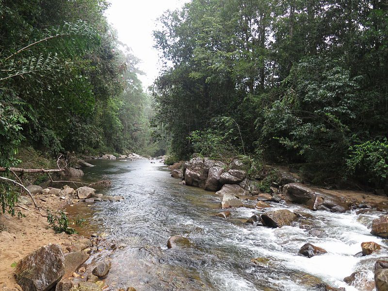 sinharaja reinforest