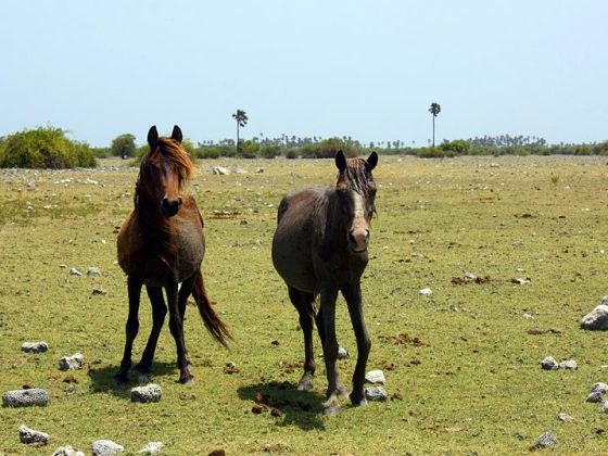Delft Island Sri lanka