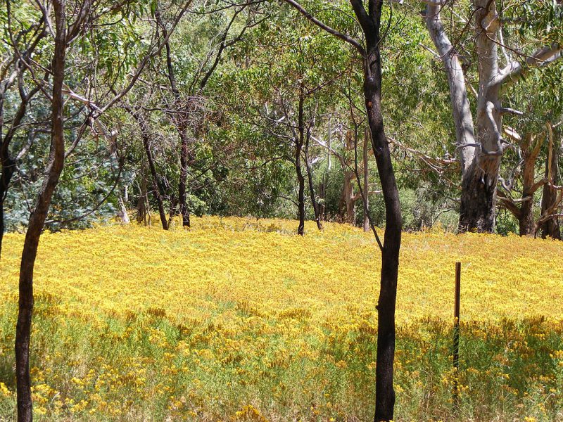 beginning of summer. Belair National Park