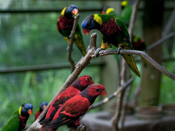 Lorikeets Kuala Lumpur Bird Park,_Malaysia