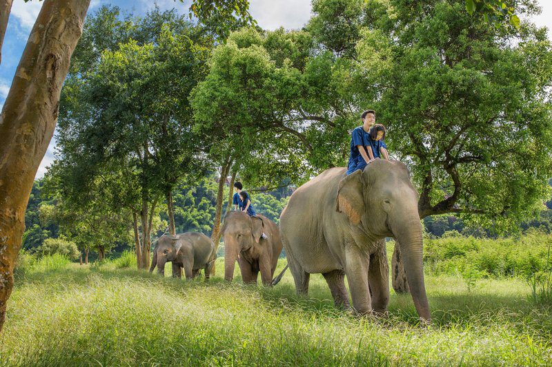 Riding Elephants Chiang Rai