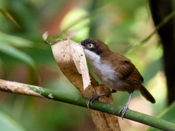 Dark-fronted_Babbler, Kanneliya Rainforest