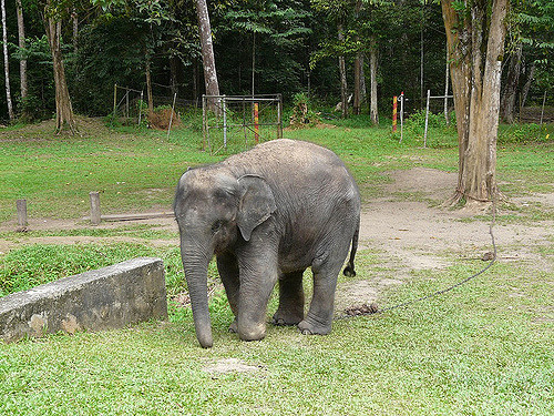 Little Elephant in Kuala Gandah