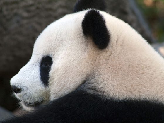Panda_profile Adelaide Zoo