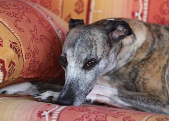 Salukis aka Persian Grayhounds