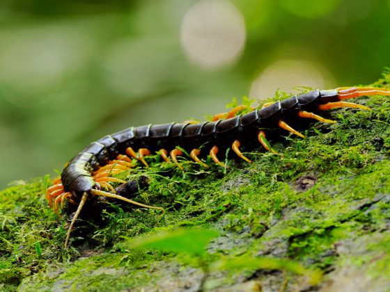 Giant Centipede in Kaeng Krachan national park, thailand