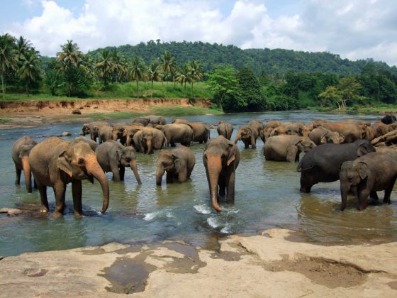 pinnawala elephant orphanage