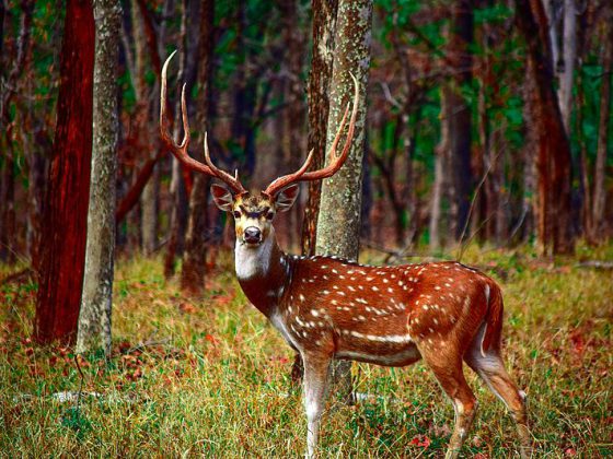 Spotted Deer in Pench National Park India