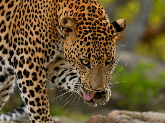 Yala Leopards