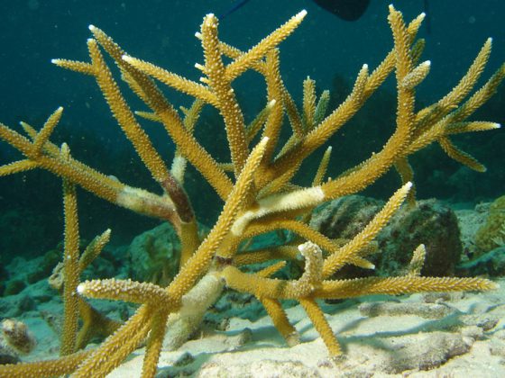 Staghorn Coral