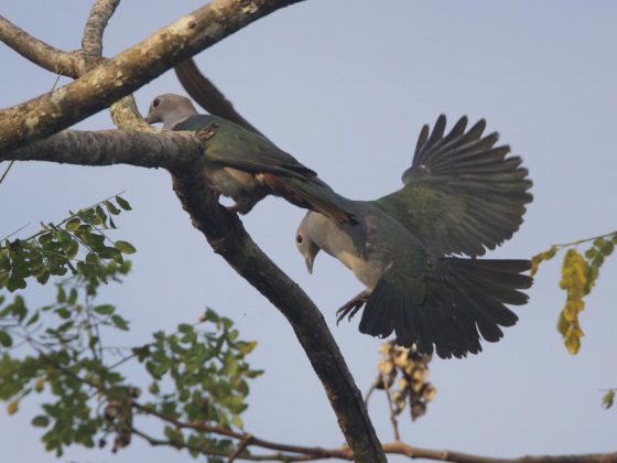 Lunuganga | Image Credit - Lip Kee Yap from Flickr, CC By SA 2.0 via Wikipedia Commons