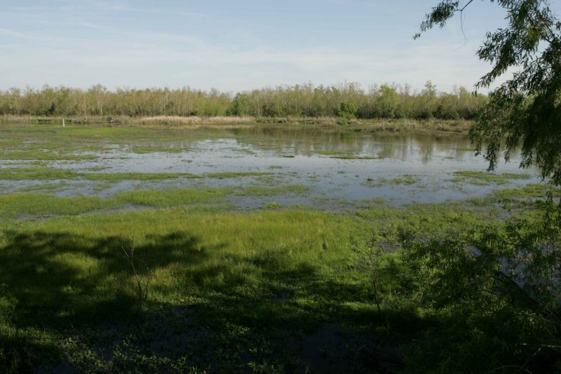 Muthurajawela Marsh | Image Courtesy: By Hillebrand Steve, U.S. Fish and Wildlife Service [Public domain], via Wikimedia Commons