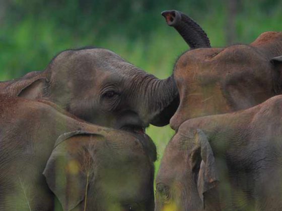 Elephant Gathering