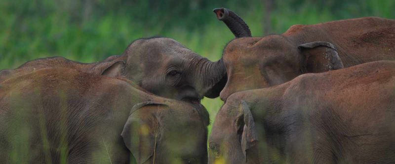 Elephant Gathering