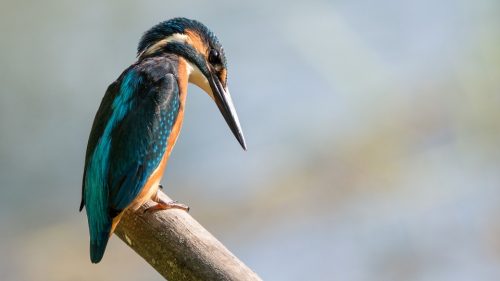 kingfisher
