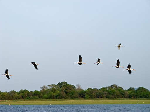 Minneriya National Park