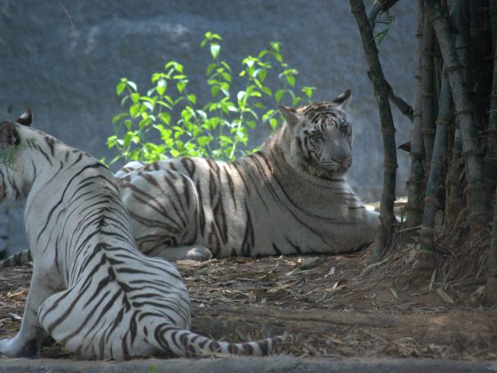 Arignar Anna Zoological Park