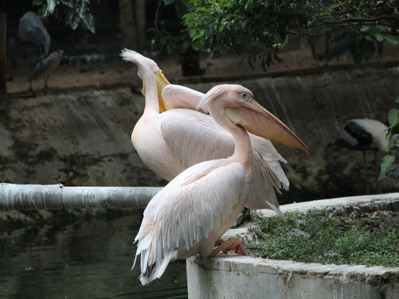 Guindy_national_park