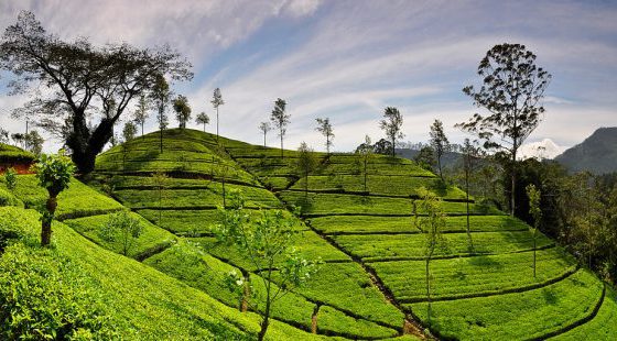 Tea Plantation, Handunugoda Tea Estate, Ahangama