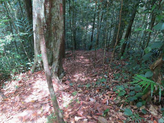 Sinharaja Forest | Image Credit - Saqib Qayyum, CC BY-SA 3.0 via Wikipedia Commons