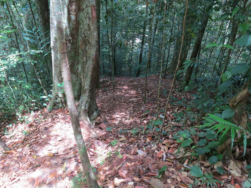 Sinharaja Forest | Image Credit - Saqib Qayyum, CC BY-SA 3.0 via Wikipedia Commons