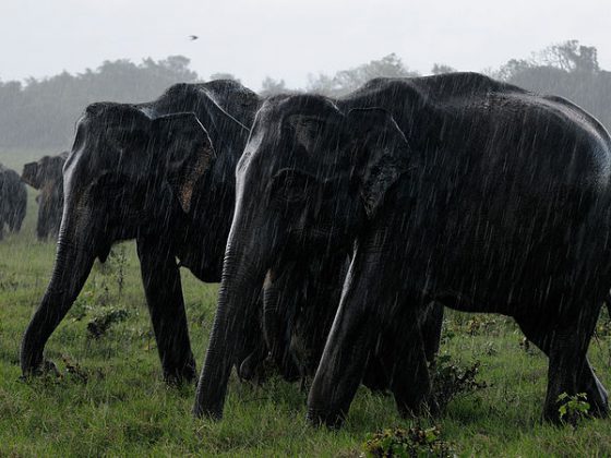 sri lankan elephants at kaudulla national park