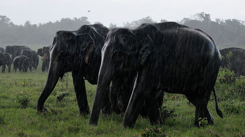sri lankan elephants at kaudulla national park