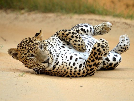 Yala National Park | Image Credit: © Mahoora Tented Safari Camps (https://www.mahoora.com/) / CC BY-SA 4.0 via Wikimedia Commons, Leopard in Yala National Park, CC BY-SA 4.0