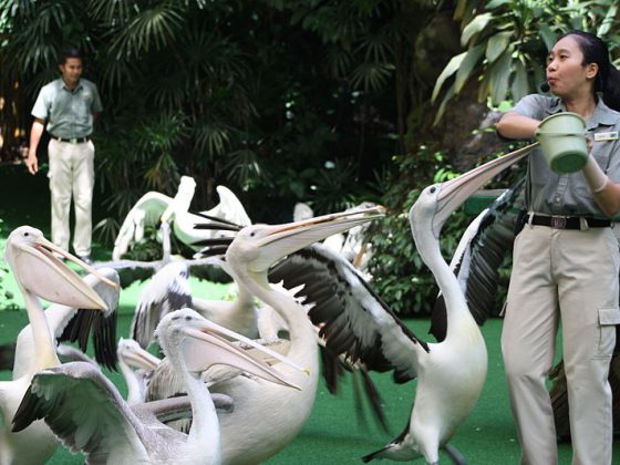 JURONG BIRDPARK SINGAPORE | Image Credit - hilal H Koya, CC BY-SA 3.0 via Wikipedia Commons