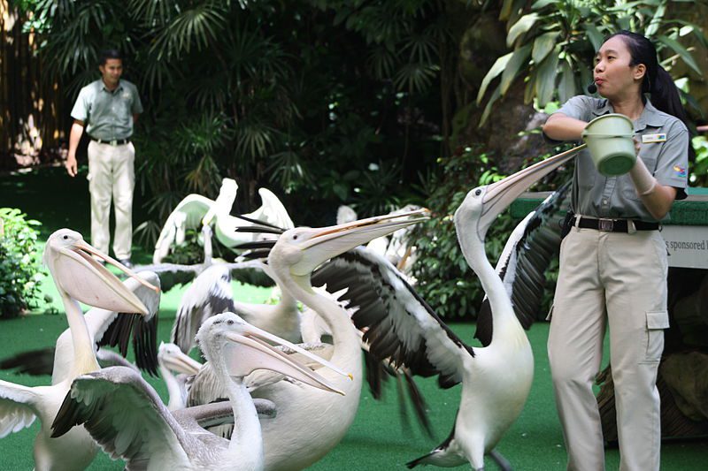 JURONG BIRDPARK SINGAPORE | Image Credit - hilal H Koya, CC BY-SA 3.0 via Wikipedia Commons