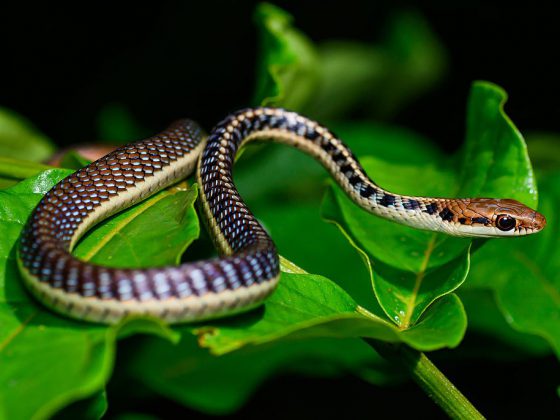 The Kaeng Krachan in Phetchaburi National Park | Image Credit: Rushen, Dendrelaphis subocularis - Kaeng Krachan District, Phetchaburi, Thailand (cropped), CC BY-SA 2.0