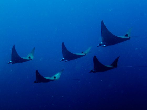 Manta Rays | Image Credit: Leonard Clifford from Sydney, Australia, Pigmy Manta Rays, CC BY 2.0