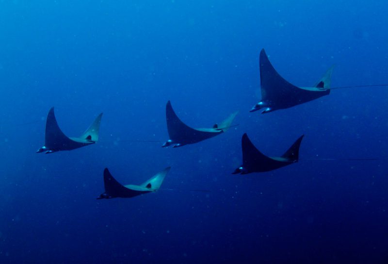 Manta Rays | Image Credit: Leonard Clifford from Sydney, Australia, Pigmy Manta Rays, CC BY 2.0
