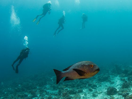 Scuba Diving | Image Credit: Tchami, Maldives (32684393662), CC BY-SA 2.0