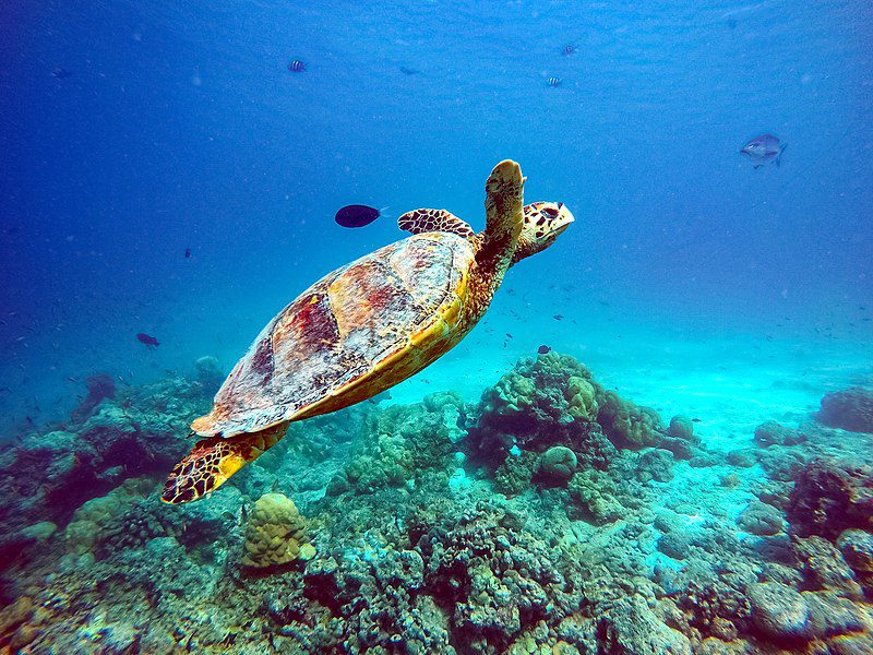 Things to do near Dhonveli