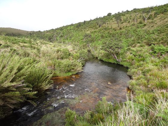 Horton Plains | Image Credit: Cherubino , Horton Plains National Park 12 , CC BY-SA 3.0