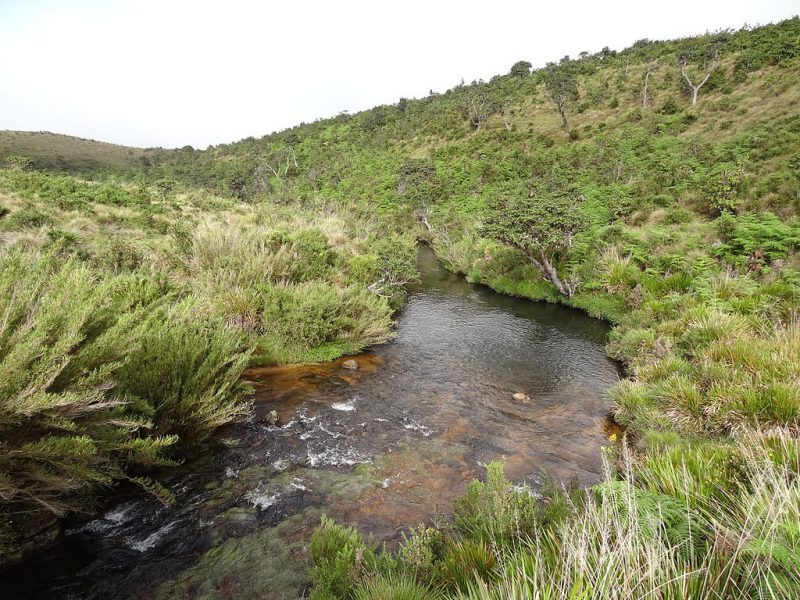 Horton Plains | Image Credit: Cherubino , Horton Plains National Park 12 , CC BY-SA 3.0