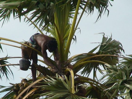 Toddy Tapping | Image Credit: Docku, Palm tree climber, CC BY-SA 3.0
