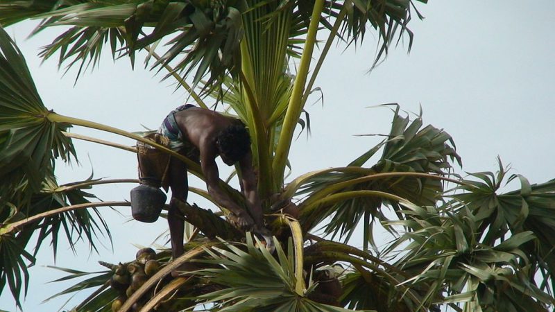 Toddy Tapping | Image Credit: Docku, Palm tree climber, CC BY-SA 3.0
