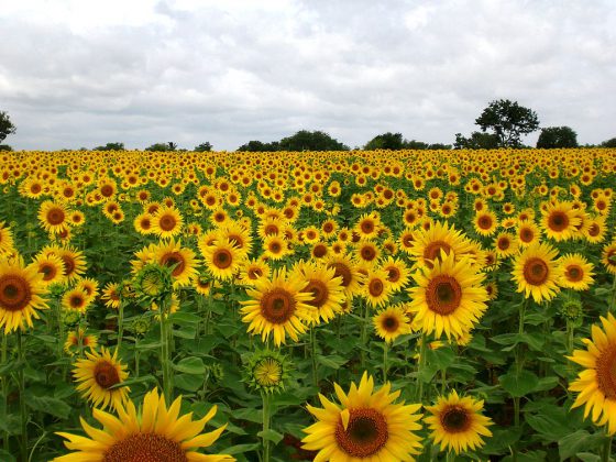 Sunflower Gardens | Image Credit: MikeLynch, Sunflower Field near Raichur, India, CC BY-SA 3.0