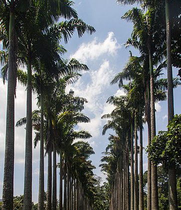 Royal Botanical Gardens, Peradeniya | Image Credit - Alexey Komarov, CC BY 3.0 Via Wikimedia Commons