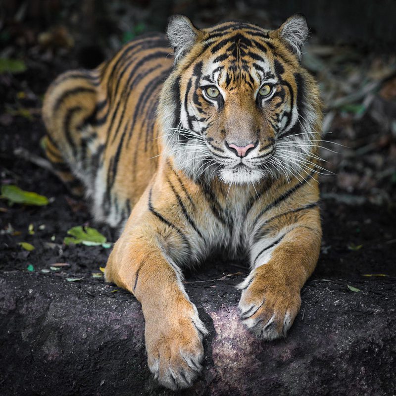 Melbourne Zoo | Image Credit: Nichollas Harrison, Indrah the Sumatran Tiger, CC BY-SA 3.0