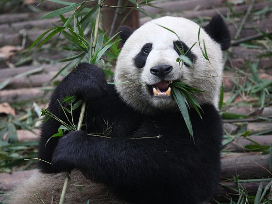 Giant Pandas in China | Image Credit: Chen Wu from Shanghai, China, Giant Panda Eating, CC BY 2.0
