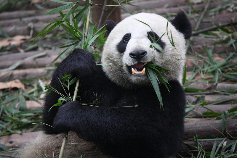 Giant Pandas in China | Image Credit: Chen Wu from Shanghai, China, Giant Panda Eating, CC BY 2.0