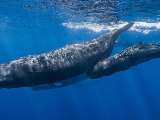 Whales | Image Credit: Gabriel Barathieu, Sperm whale pod, CC BY-SA 2.0