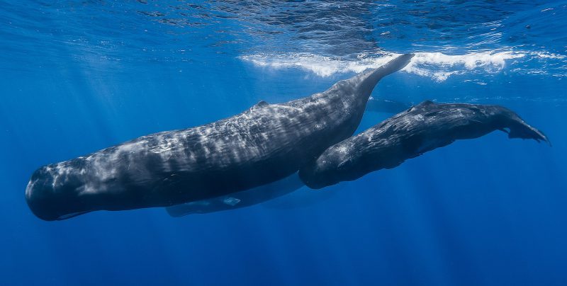 Whales | Image Credit: Gabriel Barathieu, Sperm whale pod, CC BY-SA 2.0