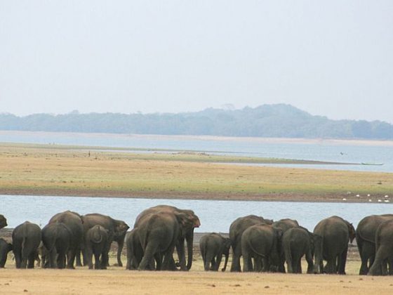 © Mahoora Tented Safari Camps (https://www.mahoora.com/) / CC BY-SA 4.0 via Wikimedia Commons, Elephant Gathering in Minneriya, CC BY-SA 4.0 Via Wikimedia Commons