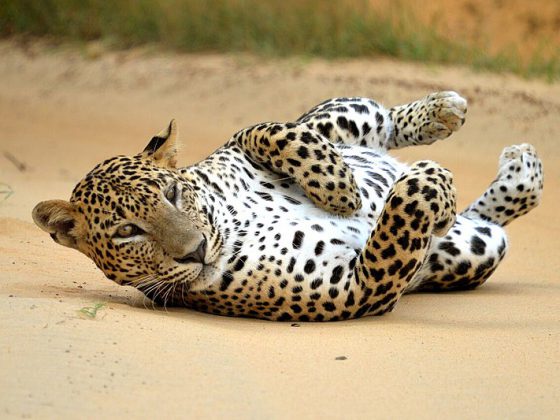 © Mahoora Tented Safari Camps (https://www.mahoora.com/) / CC BY-SA 4.0 via Wikimedia Commons, Leopard in Yala National Park, CC BY-SA 4.0 Via Wikimedia Commons