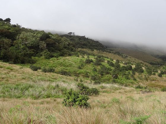Horton Plains